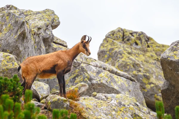 Chamois (Rupicapra Carpatica) yüksek Tatra Dağları, Polonya — Stok fotoğraf