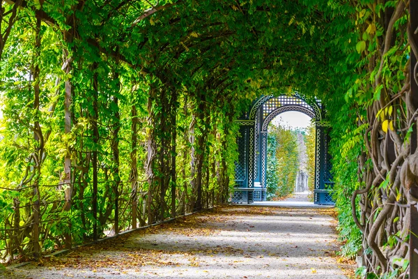 Romantico vialetto da giardino che forma un grazioso tunnel di acacie — Foto Stock