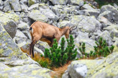 Chamois (Rupicapra Carpatica) yüksek Tatra Dağları, Polonya