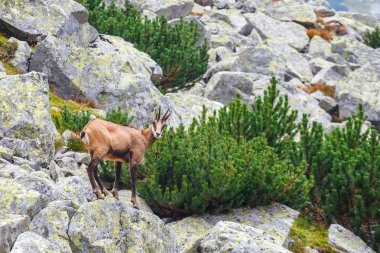 Chamois (Rupicapra Carpatica) yüksek Tatra Dağları, Polonya