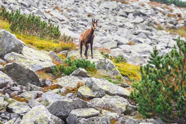 Gems (Rupicapra Carpatica) i Höga Tatrabergen, Polen — Stockfoto