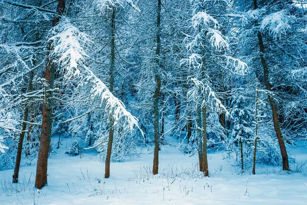Frusna skogen med snö, vinterlandskap — Stockfoto