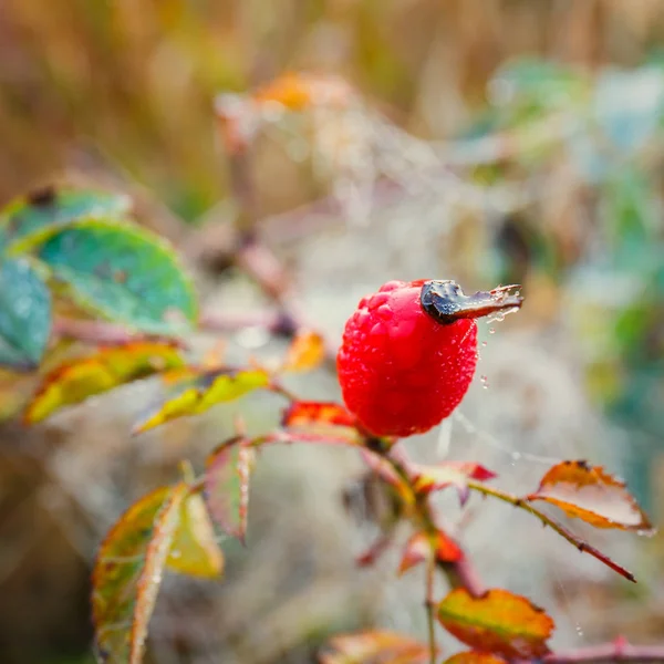Rote Früchte von Hagebutten, Nahaufnahme — Stockfoto