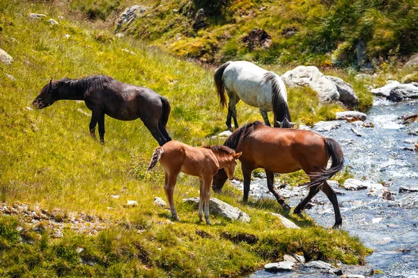 Manada de cavalos no pasto nas montanhas — Fotografia de Stock