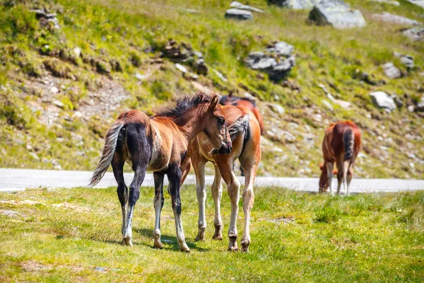 Dağlarda mera üzerinde at sürüsü — Stok fotoğraf