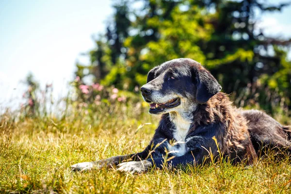 Portrét šťastný pes ležící na trávě — Stock fotografie