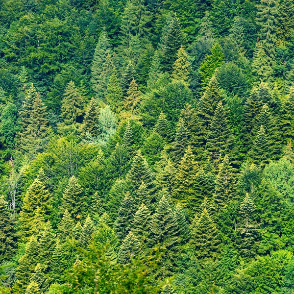Zelené stromy v lese jako přírodní pozadí — Stock fotografie