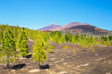çam ormanı görünümünü lav buzlu Teide Milli Park Tenerife, İspanya