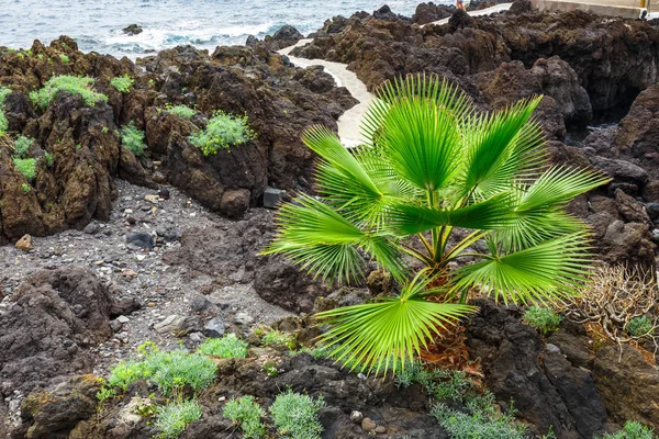 Piscine vulcaniche naturali a Garachico, Isola di Tenerife, Canarie, Spagna — Foto Stock