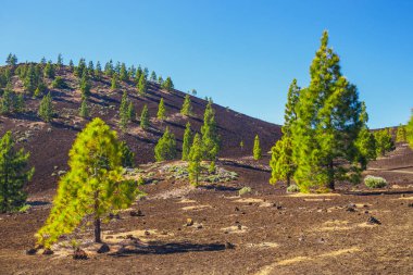 çam ormanı görünümünü lav buzlu Teide Milli Park Tenerife, İspanya