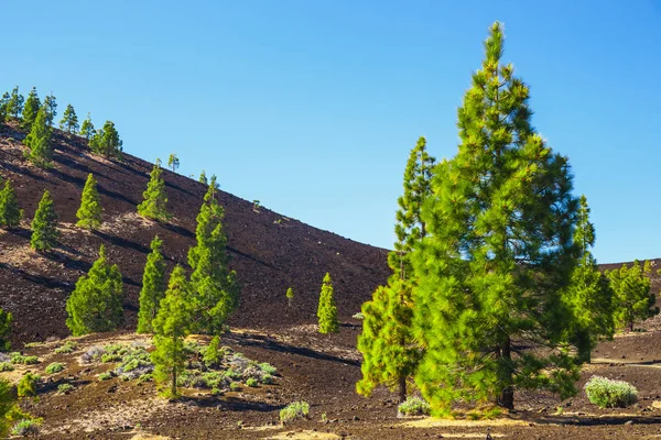 Vista del bosque de pinos sobre rocas de lava en el Parque Nacional del Teide en Tenerife, España —  Fotos de Stock