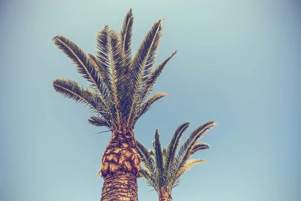 Palmboom op blauwe hemel met vintage effect — Stockfoto