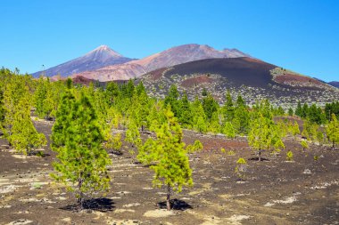çam ormanı görünümünü lav buzlu Teide Milli Park Tenerife, İspanya