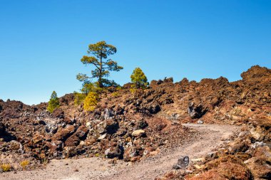 çam ormanı görünümünü lav buzlu Teide Milli Park Tenerife, İspanya