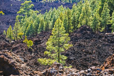 çam ormanı görünümünü lav buzlu Teide Milli Park Tenerife, İspanya