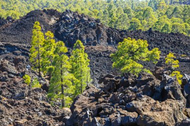 çam ormanı görünümünü lav buzlu Teide Milli Park Tenerife, İspanya