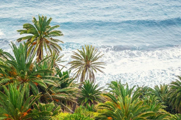 Vista de las verdes palmeras tropicales junto al mar — Foto de Stock
