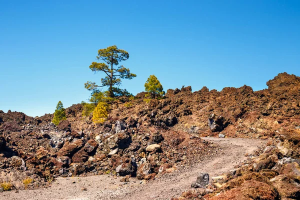 Utsikt över tallskogen på lavastenar i Teide National Park i Teneriffa, Spanien — Stockfoto