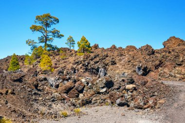çam ormanı görünümünü lav buzlu Teide Milli Park Tenerife, İspanya