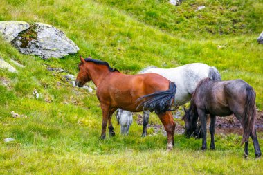 dağlarda mera üzerinde at sürüsü