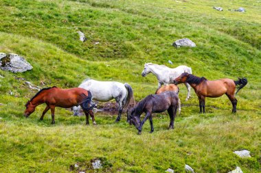 dağlarda mera üzerinde at sürüsü