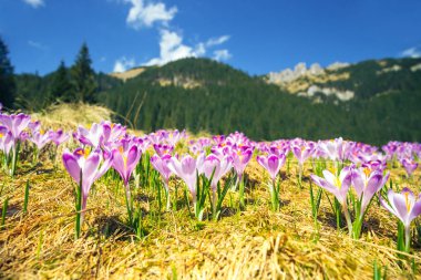 Menekşe çiğdemler Tatra Dağları, Bahar çiçek çiçeklenme