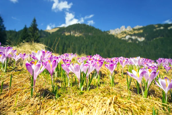 Menekşe çiğdemler Tatra Dağları, Bahar çiçek çiçeklenme