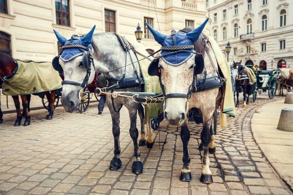 Viyana, Avusturya Hofburg Sarayı'nda at temelli taşıma — Stok fotoğraf