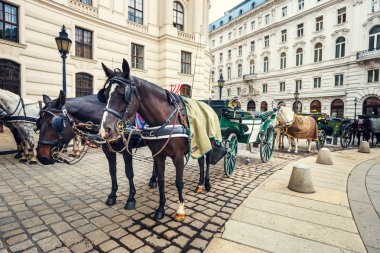 Viyana, Avusturya Hofburg Sarayı'nda at temelli taşıma