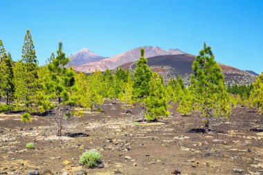 çam ormanı görünümünü lav buzlu Teide Milli Park Tenerife, İspanya