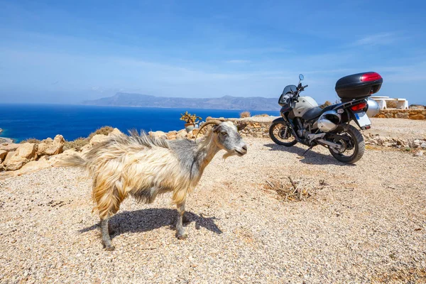 A typical view of Crete, goats are everywhere — Stock Photo, Image