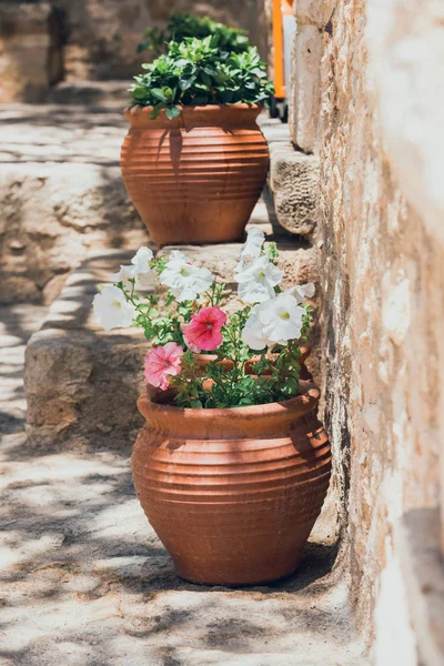 Bloemen in de pot in de tuin — Stockfoto