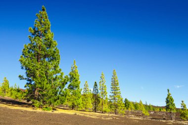 çam ormanı görünümünü lav buzlu Teide Milli Park Tenerife, İspanya