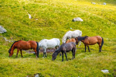 dağlarda mera üzerinde at sürüsü