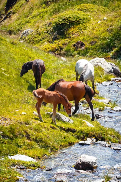 马在山区牧场上的牛群 — 图库照片