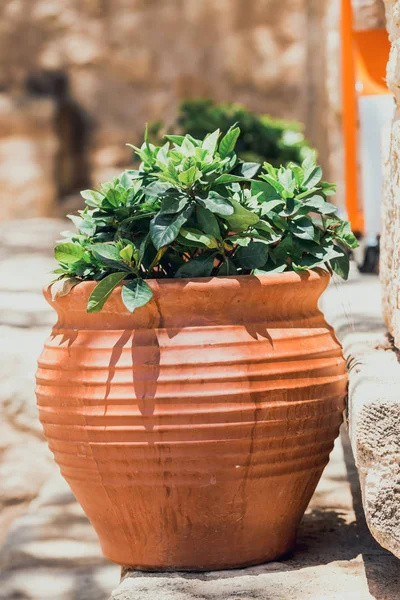 Bloemen in de pot in de tuin — Stockfoto