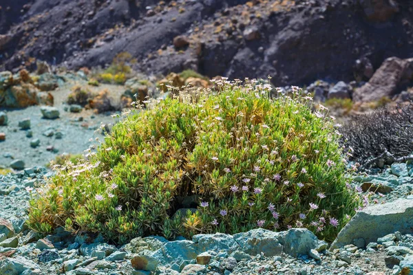Sunrise caldera El Teide yanardağ, Tenerife, İspanya