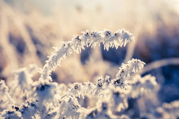 Vinter bakgrund, Rimfrosten på blad, närbild — Stockfoto