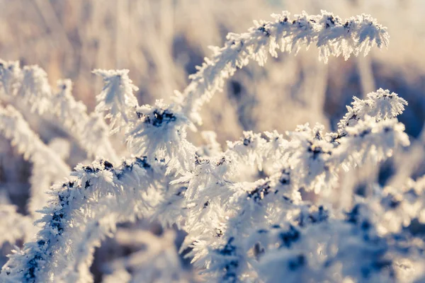 Vinter bakgrund, Rimfrosten på blad, närbild — Stockfoto
