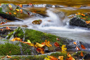 buzlu sarı yaprakları ile ormanda güzel şelale