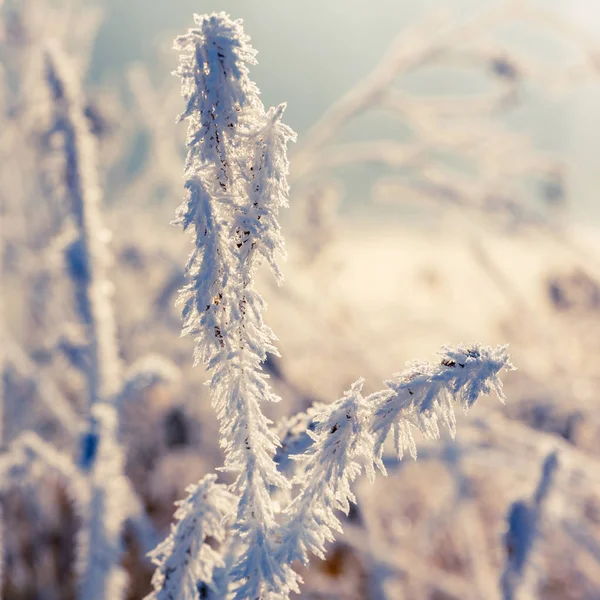 Fundo de inverno, geada em folhas, close-up — Fotografia de Stock