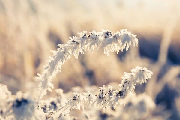 Winter background, hoarfrost on leaves, close up — Stock Photo, Image
