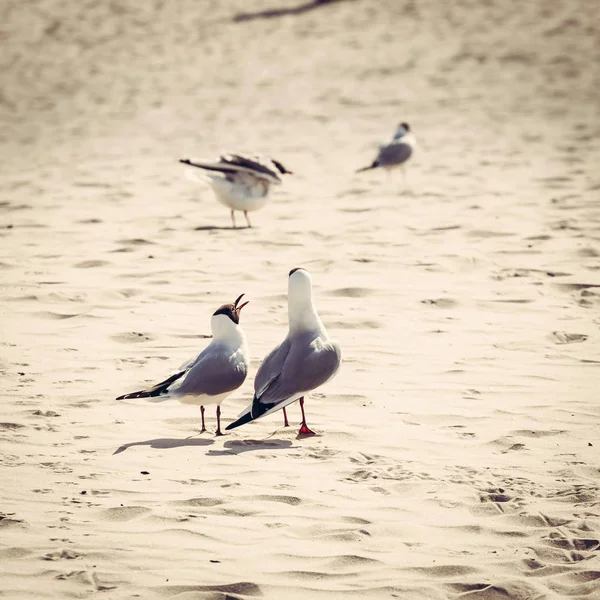 Gulls on the beach, Polish Baltic coast — Stock Photo, Image