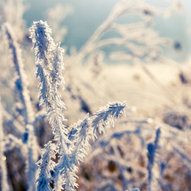 Kış arka plan, hoarfrost üzerinde bırakır, yakın çekim