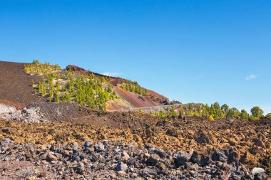 çam ormanı görünümünü lav buzlu Teide Milli Park Tenerife, İspanya