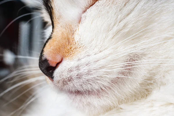 Primo piano di naso e bocca di un gatto — Foto Stock