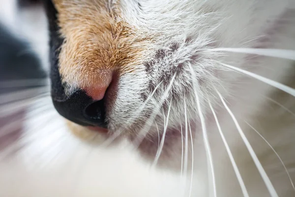 Detailní záběr z nosu a úst kočky — Stock fotografie