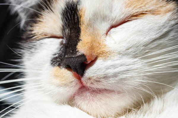 Gros plan du nez et de la bouche d'un chat — Photo