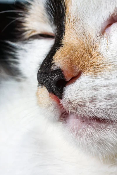 Primer plano de la nariz y la boca de un gato — Foto de Stock