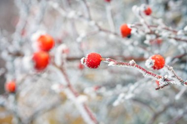 hoarfrost ile kaplı donmuş dalları üzerinde kırmızı kış arka plan, çilek
